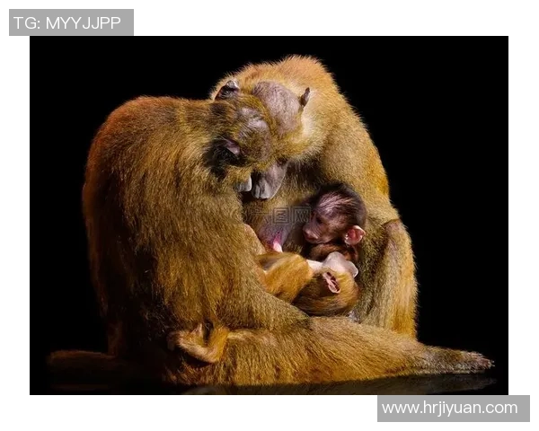 猴子与足球明星的奇妙联系揭示了运动与动物世界的趣味交融